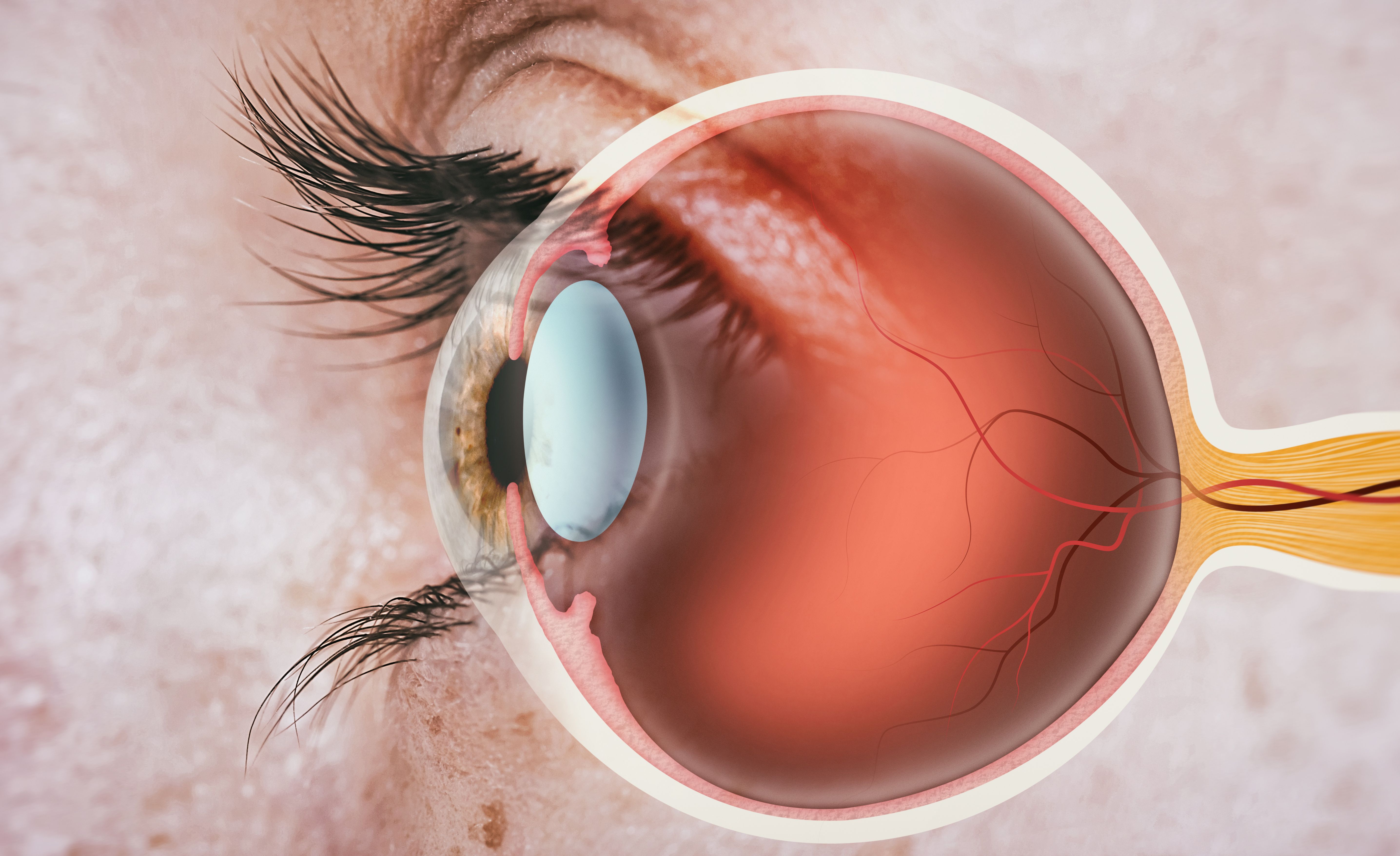 Illustration of the structure of the human eye in side view. | Image Credit: © svetazi - stock.adobe.com