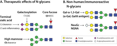 N-glycan profile of anti-α-Gal antibodies. PNGase F-released N