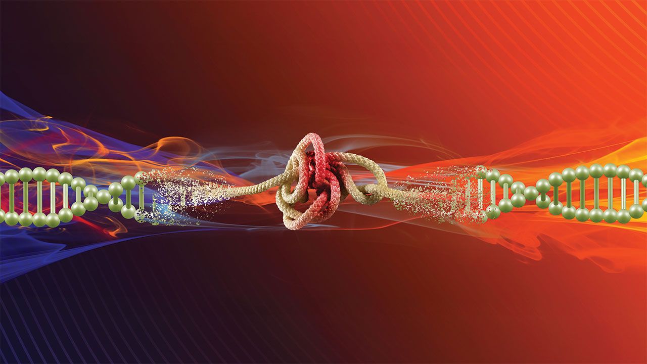A digital illustration depicting two DNA strands bound together by a red knot, symbolizing the intricate connections and complexities within the human genome. | Image Credit: ©Cooperr - stock.adobe.com