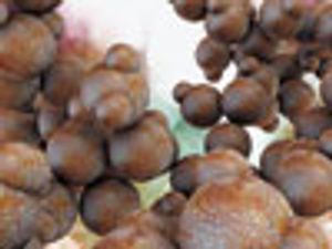 Review of Orthogonal Methods to SEC for Quantitation and Characterization of Protein Aggregates