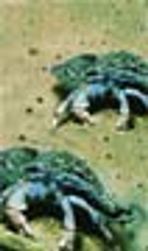 An Overview of the Biopharmaceutical Applications of Chitosan and Alginate