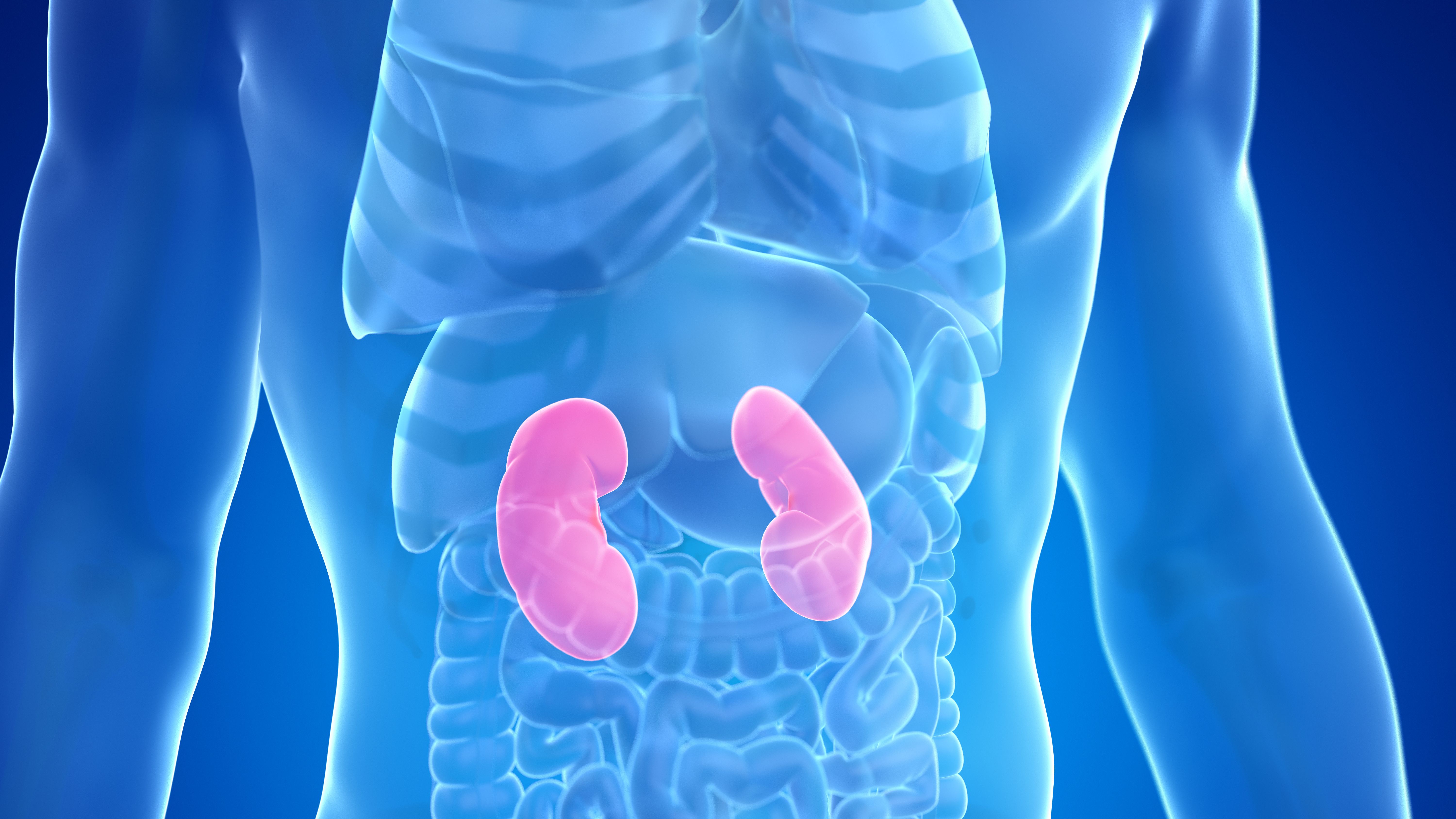 3d rendered medically accurate illustration of the male kidneys. | Image Credit: © Sebastian Kaulitzki - stock.adobe.com