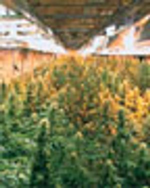 Let There Be Light: Plant-Made Pharmaceuticals' New Home is Underground