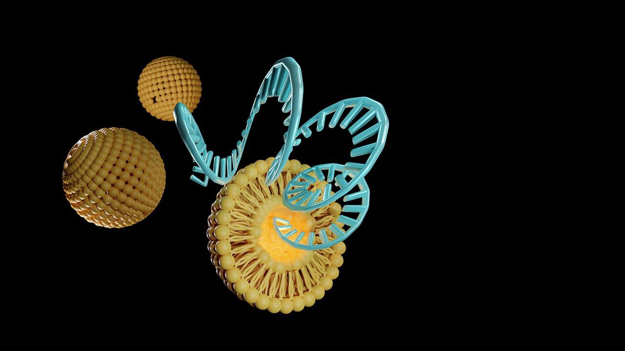 Liposomes are used to efficiently deliver cargo molecules such as siRNA, mRNA, or RNA into cells in vitro and in vivo 3d rendered | Image credit: © Love Employee - © Love Employee - stock.adobe.com 