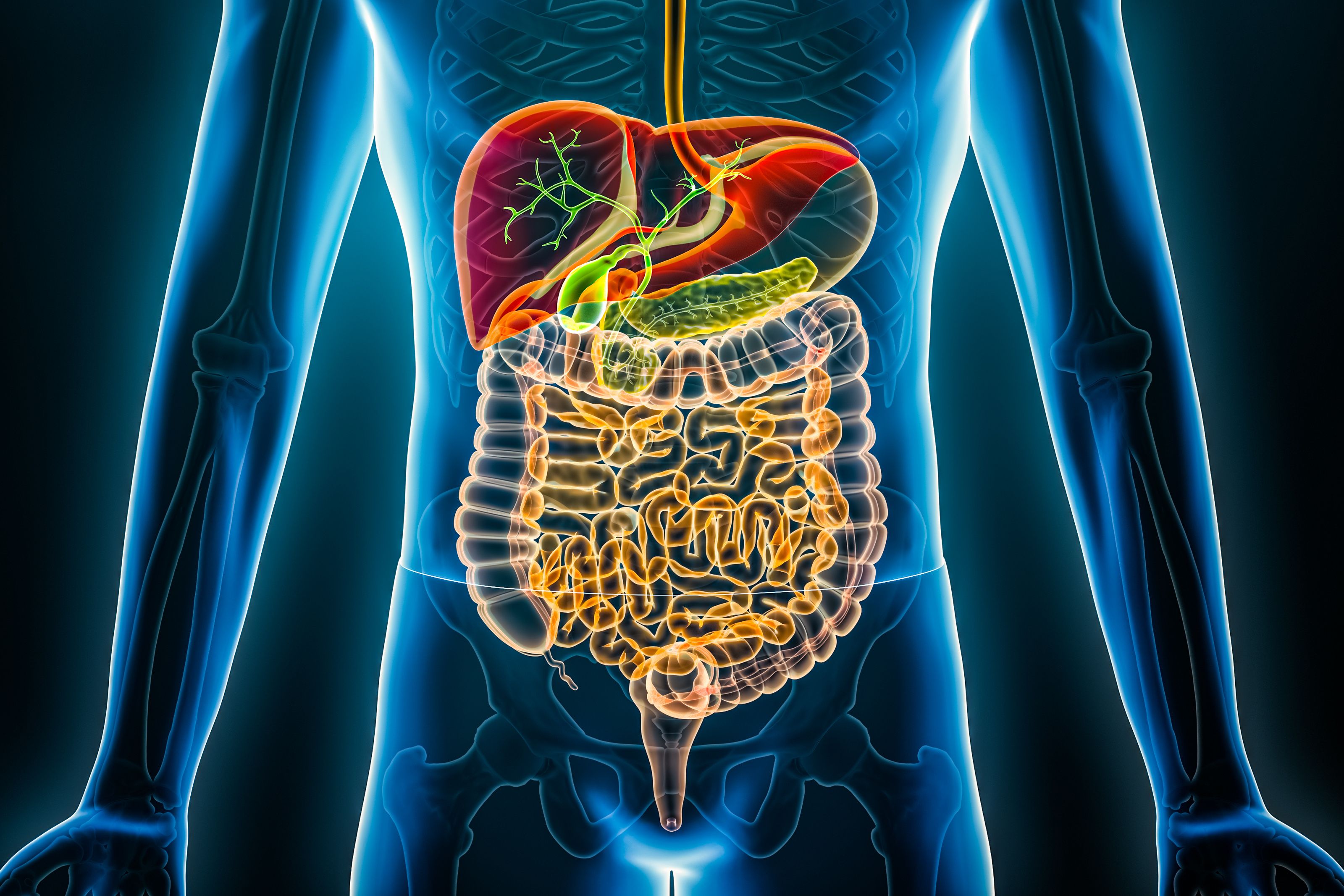 3D rendering illustration of the human digestive system and gastrointestinal tract organs. | Image Credit: © Matthieu - stock.adobe.com
