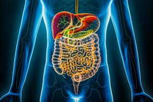 3D rendering illustration of the human digestive system and gastrointestinal tract organs. | Image Credit: © Matthieu - stock.adobe.com