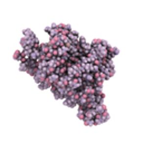 Optimization of Culture Conditions for Expression of Human Interleukin 11