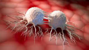 Dividing cancer cells - 3D illustration | Image credit: © peterschreiber.media - © peterschreiber.media - stock.adobe.com