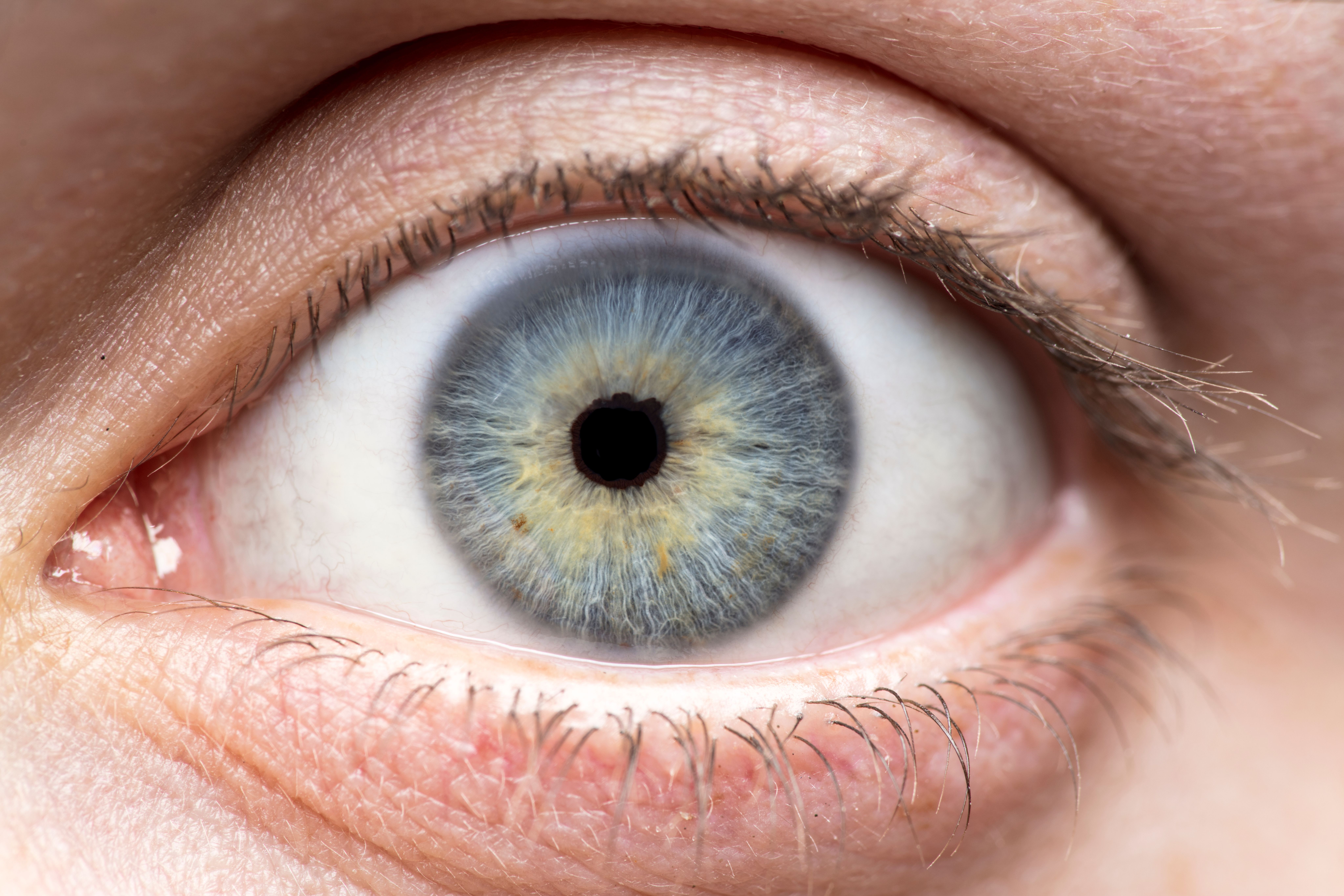Close-up photograph of a wide-open human eye with a blue-gray iris flecked with gold, a dark pupil, and visible upper and lower eyelashes. | Image Credit: © bradleyblackburn - stock.adobe.com
