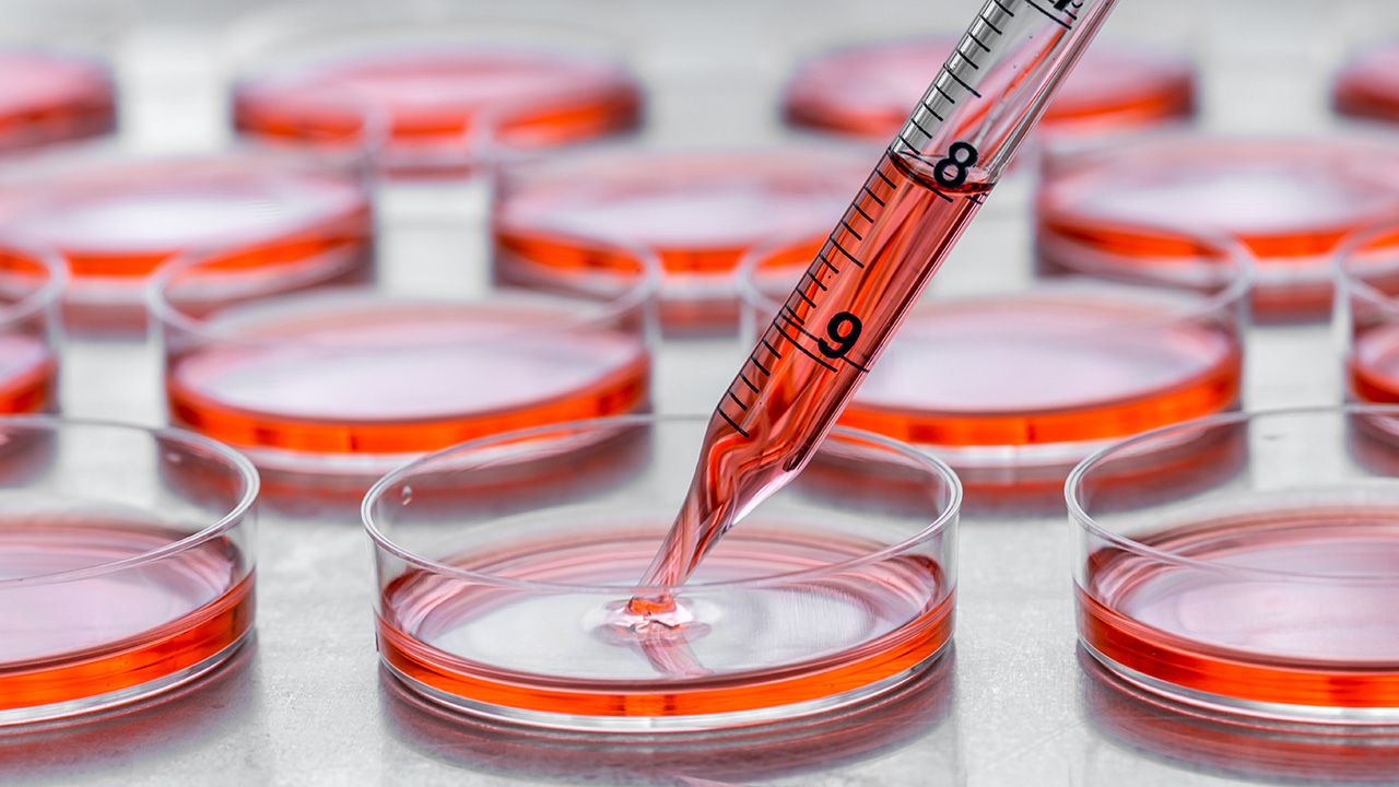 Culturing cells in tissue culture plates. |Image Credit: © hakat - © hakat - stock.adobe.com