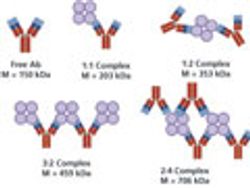 Metacomplex Formation and Binding Affinity of Multivalent Binding Partners