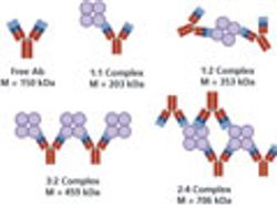 Metacomplex Formation and Binding Affinity of Multivalent Binding Partners