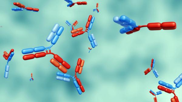 Analytics for Bispecific Antibody Product Release