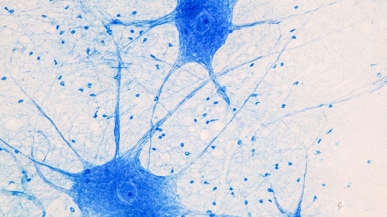 Education Spinal cord and Motor Neuron under the microscope in Lab. | Image credit: © sinhyu - © sinhyu - stock.adobe.com