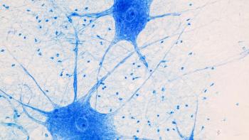 Education Spinal cord and Motor Neuron under the microscope in Lab. | Image credit: © sinhyu - © sinhyu - stock.adobe.com
