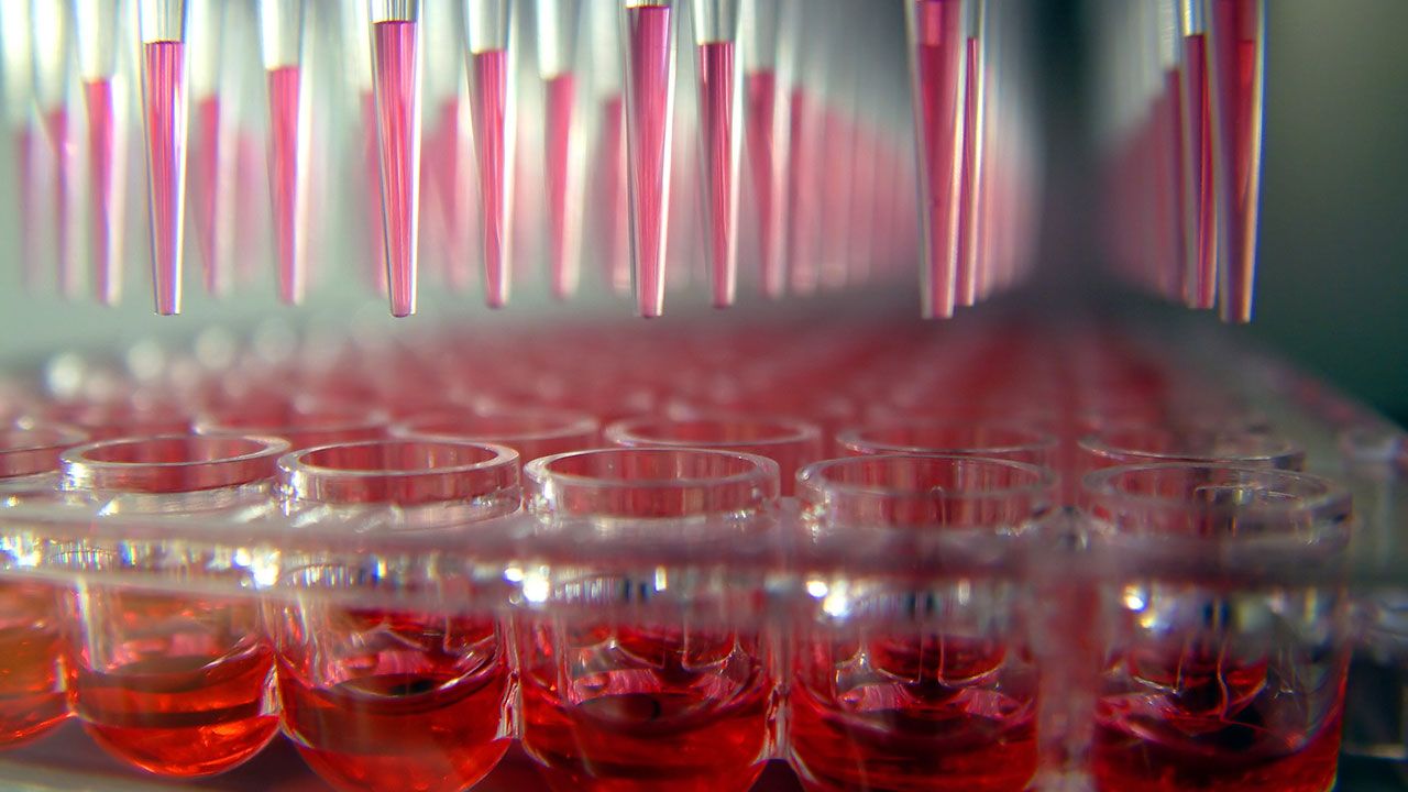 96-well microplate | Image credit: © Caleb Foster - © Caleb Foster - stock.adobe.com