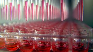 96-well microplate | Image credit: © Caleb Foster - © Caleb Foster - stock.adobe.com