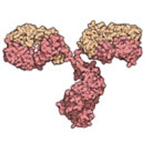 Generating a Fully Processed Antibody