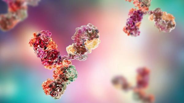 Molecular model of antibody taking part in immune defense. Molecule of immunoglobulin, 3D illustration | Image credit: © Dr_Microbe - © Dr_Microbe - stock.adobe.com