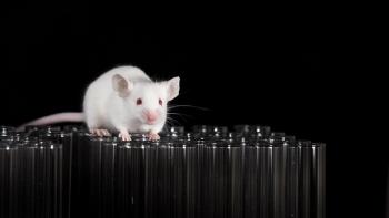 Jasongeorge/stock.adobe.com – Preclinical testing is better able to evaluate complex drug candidates thanks to innovations in animal model approaches.