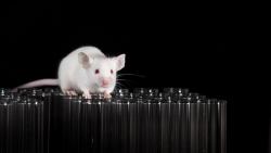 Animal Models Are Seeing Upgrades to Tackle Complex Molecule Testing