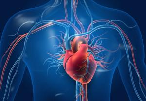 3D illustration of the human cardiovascular system showing the heart and surrounding blood vessels. | Image Credit: © Rasi - stock.adobe.com