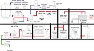 Fig1_Ty21a_production-557306-1417780255451.jpg