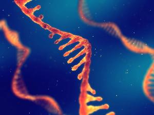 Illustration of a single strand of RNA. | Image Credit: © nobeastsofierce - stock.adobe.com