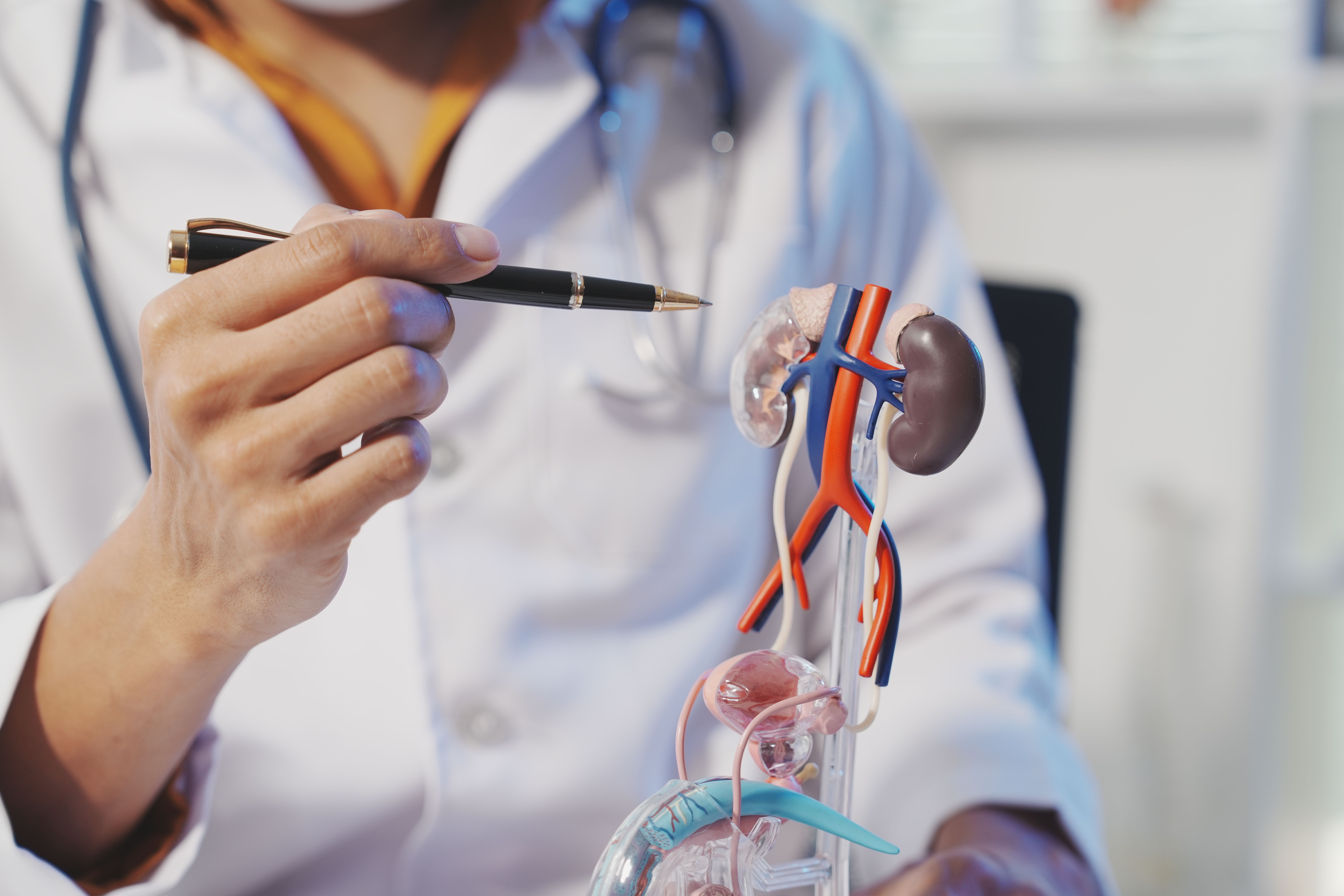 A clinician in a white coat with a stethoscope points a pen at an anatomical model showing the kidneys, renal blood vessels, aorta, vena cava, and ureters. | Image Credit: © Yanisa - stock.adobe.com