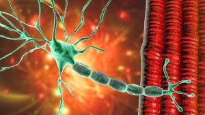 Motor neuron connecting to muscle fiber, 3D illustration | Image credit: © Dr_Microbe - © Dr_Microbe - stock.adobe.com