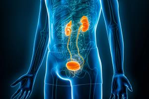 3D X-ray-style illustration of a human torso with the kidneys, ureters, bladder, and urethra highlighted in orange against a blue background. | Image Credit: © Matthieu - stock.adobe.com