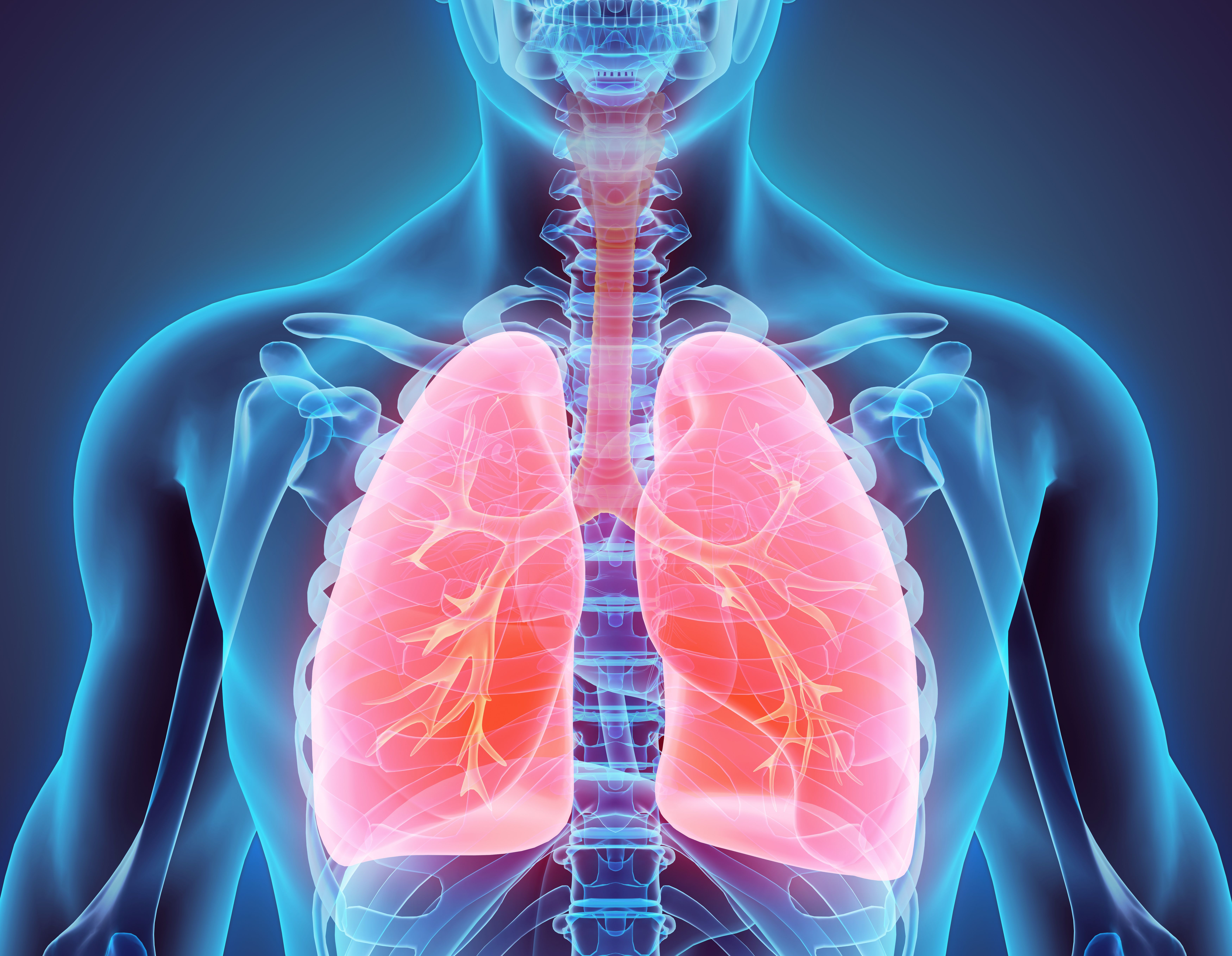 3D illustration of human lungs. | Image Credit: © yodiyim - stock.adobe.com