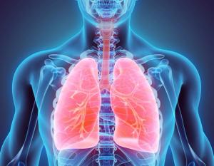 3D illustration of human lungs. | Image Credit: © yodiyim - stock.adobe.com