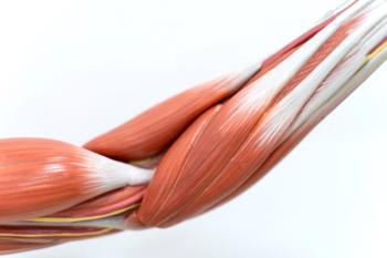 Illustration of the muscles of the human arm for physiology education. | Image Credit: © tonaquatic - stock.adobe.com