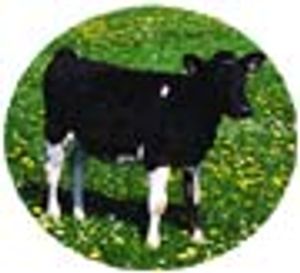 A Case Study for the Inactivation of TSE Agents: Using an Alkaline Treatment in the Manufacturing Process of a Cell Culture Media Supplement