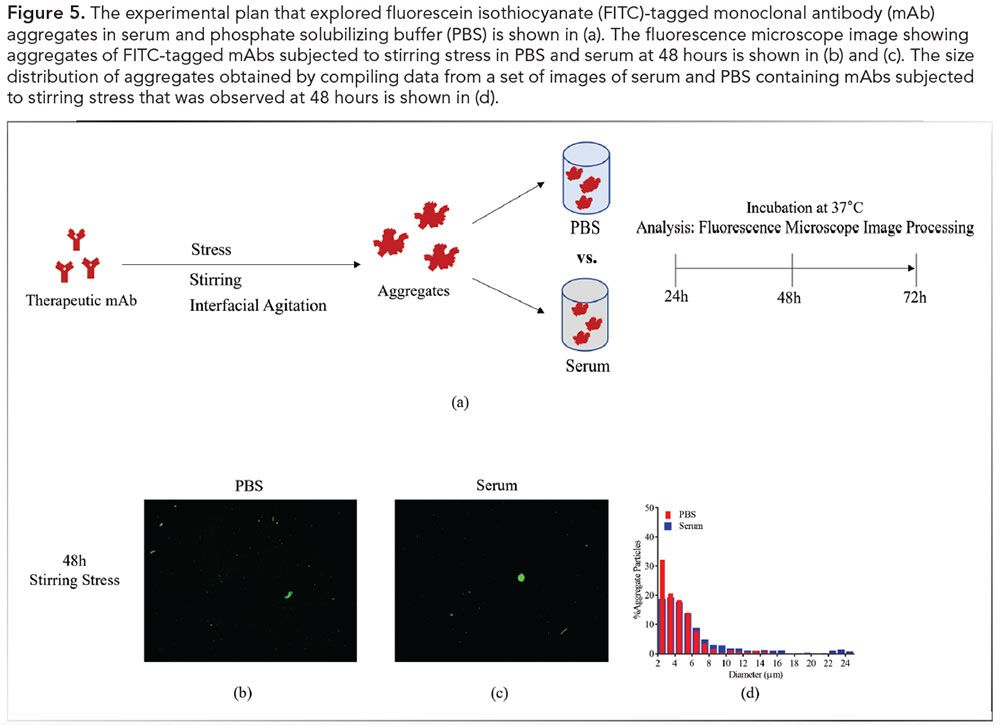 Mab Model Machine Learning Image Analysis Algorithm for Therapeutic mAb Aggregate Analysis