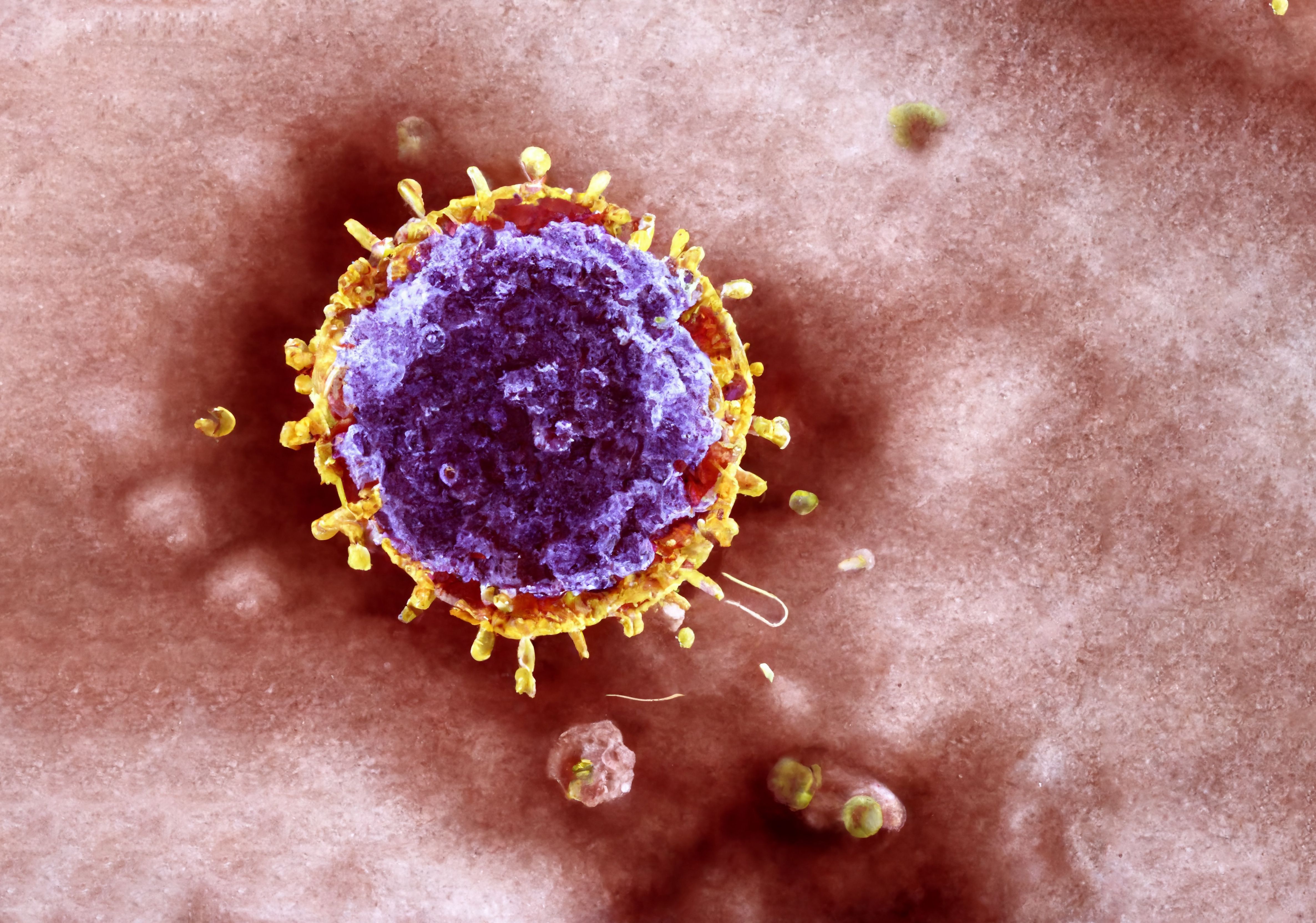 Three-dimensional rendering of T lymphocytes involved in immune system function and targeted immunotherapy research.