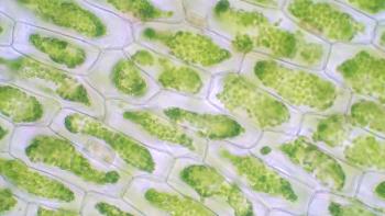 tonaquatic/Stock.Adobe.com – Industry adoption of plant-made biologics remains slow, but plant-based technology gains an advantage by mainstream exposure.