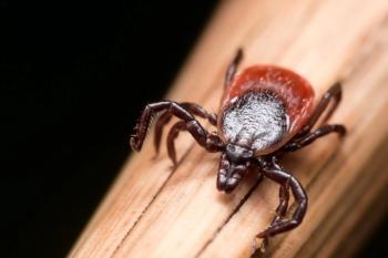 Close up Macro of Deer Tick Crawling on Straw | Image Credit: © stevenwellingson - stock.adobe.com