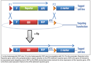 Fig1_RMCE_method-608684-1408645674637.gif