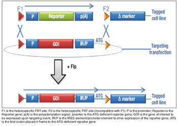 Fig1_RMCE_method-608684-1408645674637.gif