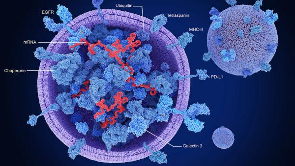 Exosomes, cross section showing proteins and mRNA | Image credit: © Juan Gärtner - © Juan Gärtner - stock.adobe.com