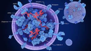 Exosomes, cross section showing proteins and mRNA | Image credit: © Juan Gärtner - © Juan Gärtner - stock.adobe.com