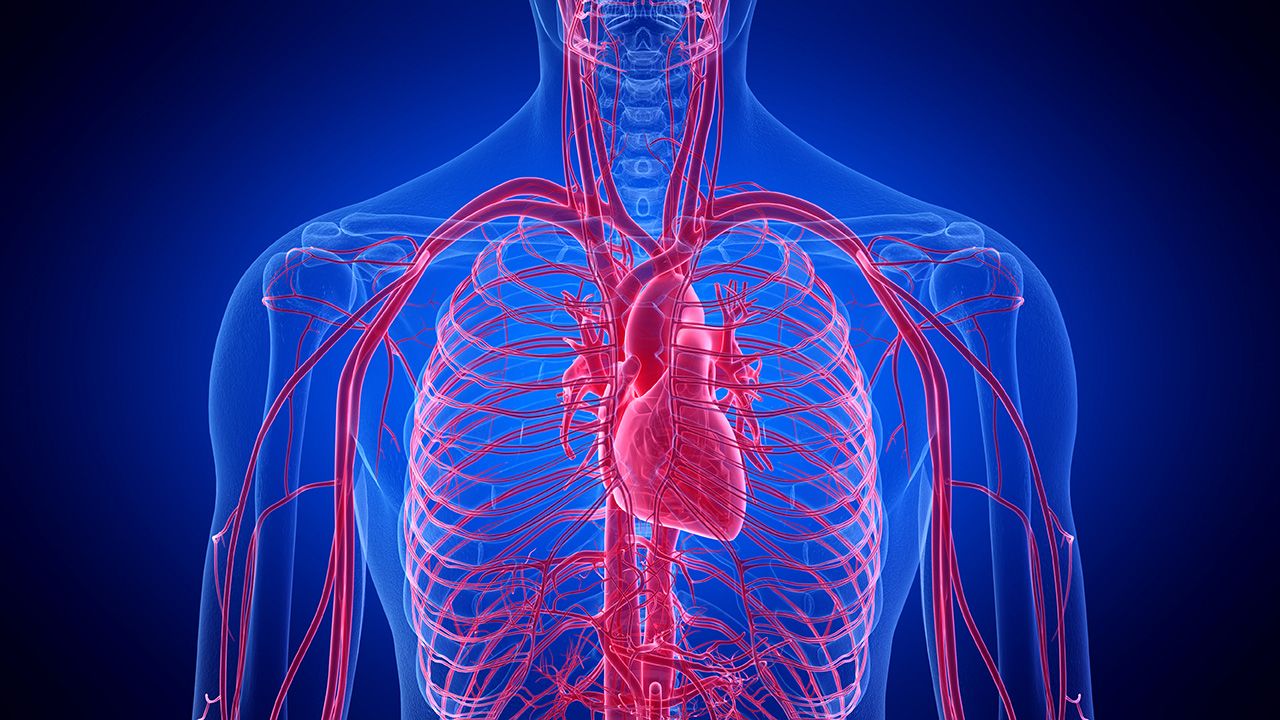 3d rendered medically accurate illustration of the human heart | Image credit: © Sebastian Kaulitzki - © Sebastian Kaulitzki - stock.adobe.com