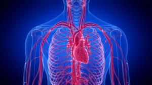 3d rendered medically accurate illustration of the human heart | Image credit: © Sebastian Kaulitzki - © Sebastian Kaulitzki - stock.adobe.com