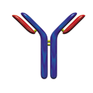 Recent Advances in the Use of Exoglycosidases to Improve Structural Profiling of N-glycans from Biologic Drugs