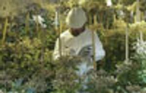 Green Plants as Biofactories for Drugs
