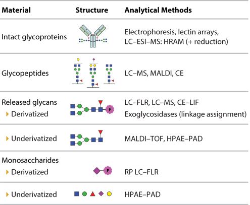 Qualitative and Quantitative Analyses for Protein Glycosylation