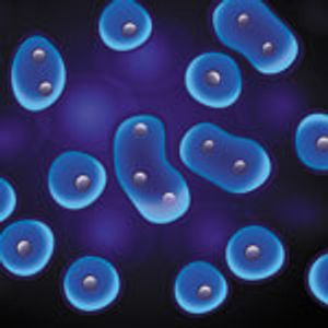 Preclinical Evaluation of Product Related Impurities and Variants