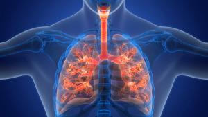 Human Respiratory System Lungs Anatomy | Image credit: © magicmine - © magicmine - stock.adobe.com